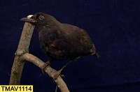 藏品(臺灣紫嘯鶇)的圖片